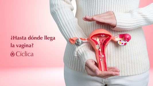 ¿Hasta dónde llega la vagina? Conoce a tu cérvix, el guardián entre tu útero y el mundo exterior